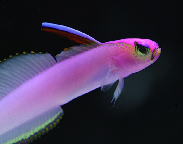 true-helfrich-firefish