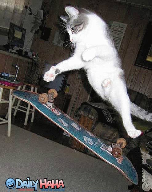 skate2 (47)