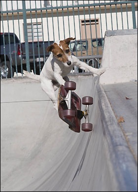 skate3 (11)