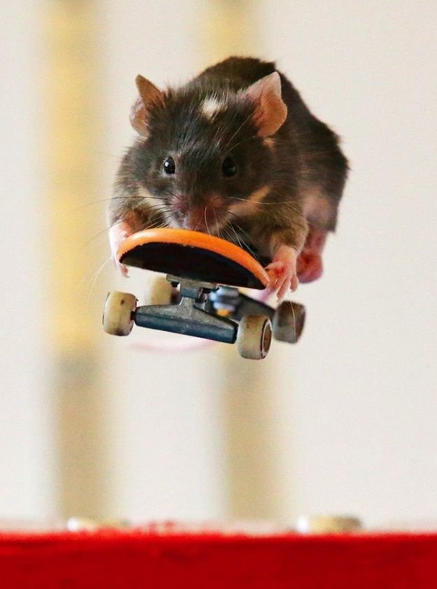 skate3 (16)