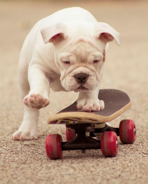 skate5 (28)